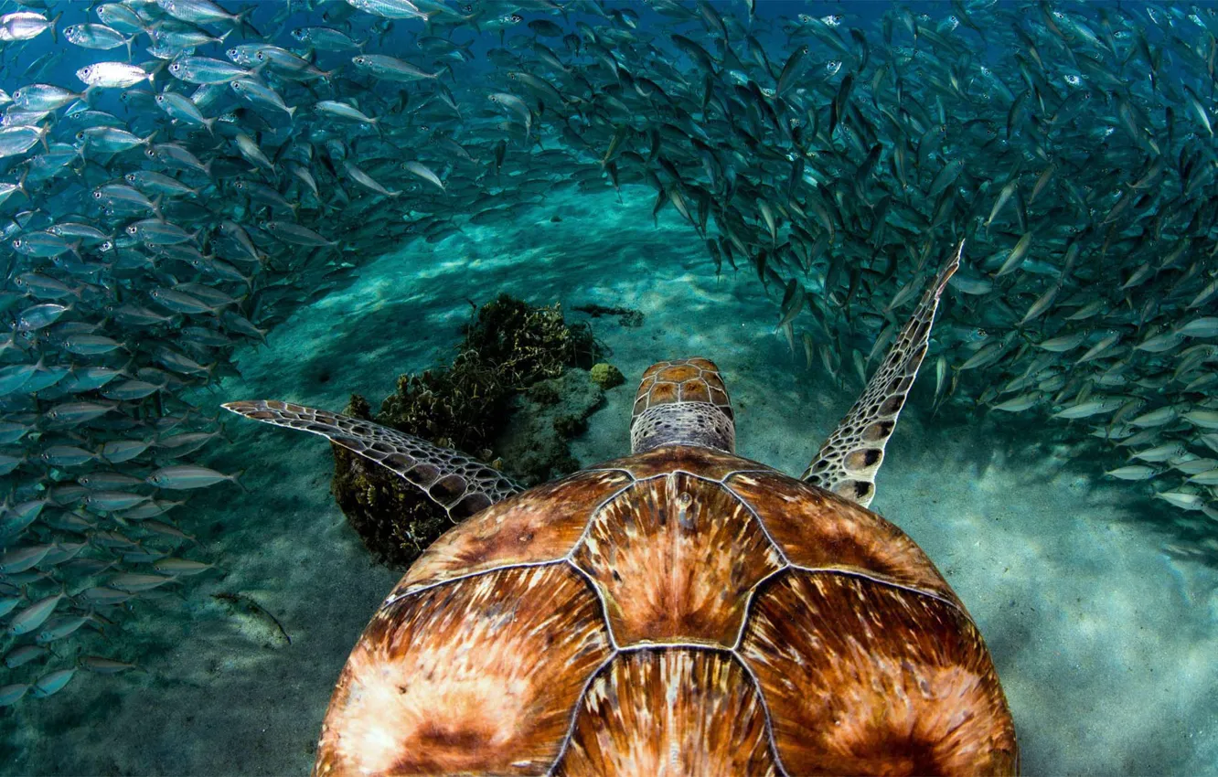Photo wallpaper sea, fish, reptile, Curacao, green turtle