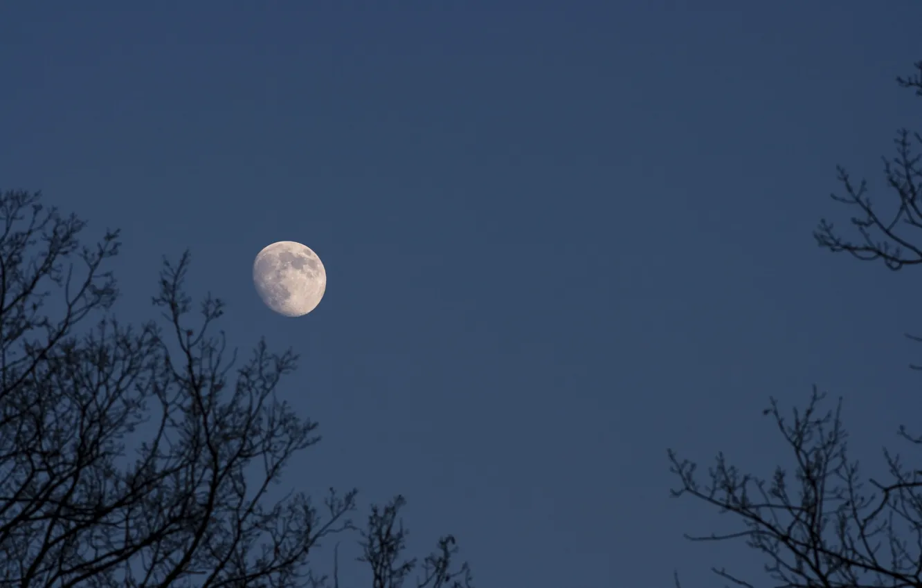 Photo wallpaper the sky, trees, branches, nature, the moon, Germany, Germany, Nuremberg