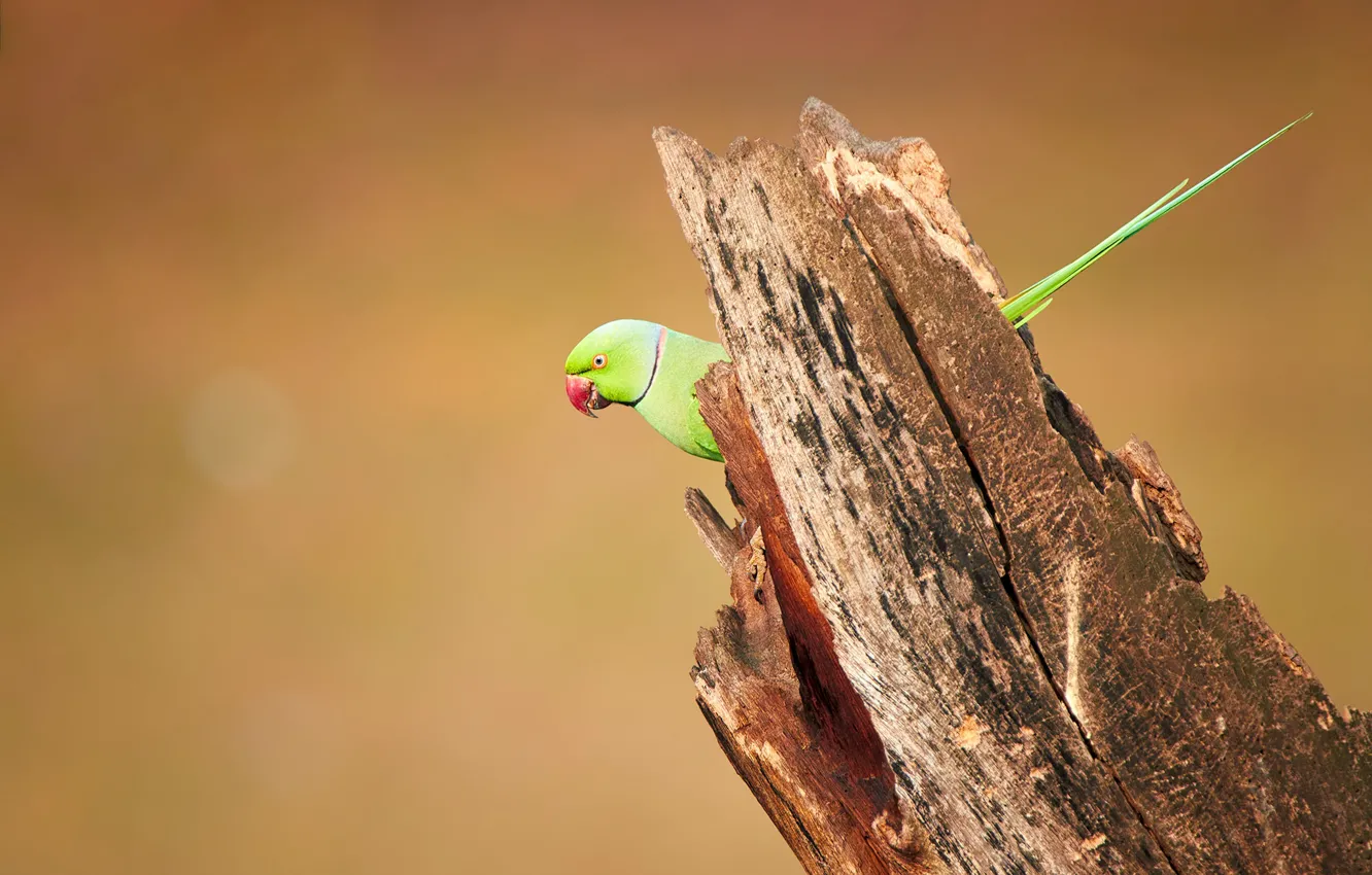 Photo wallpaper bird, wood, wildlife, parakeet, rose-ringed
