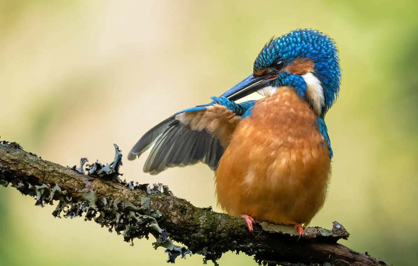 Photo wallpaper branches, wings, pose, background, bird, Kingfisher