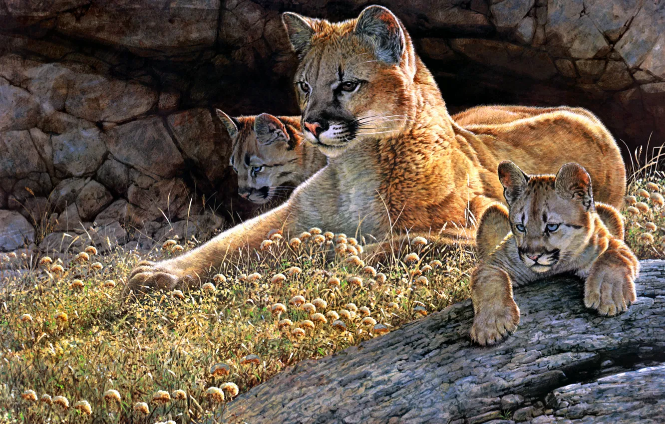 Photo wallpaper grass, look, pose, stones, figure, picture, art, lies