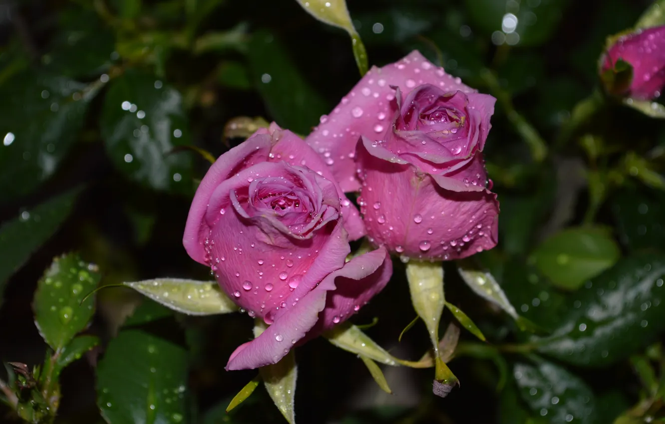 Photo wallpaper drops, macro, roses, pink, pink, macro, bokeh, bokeh