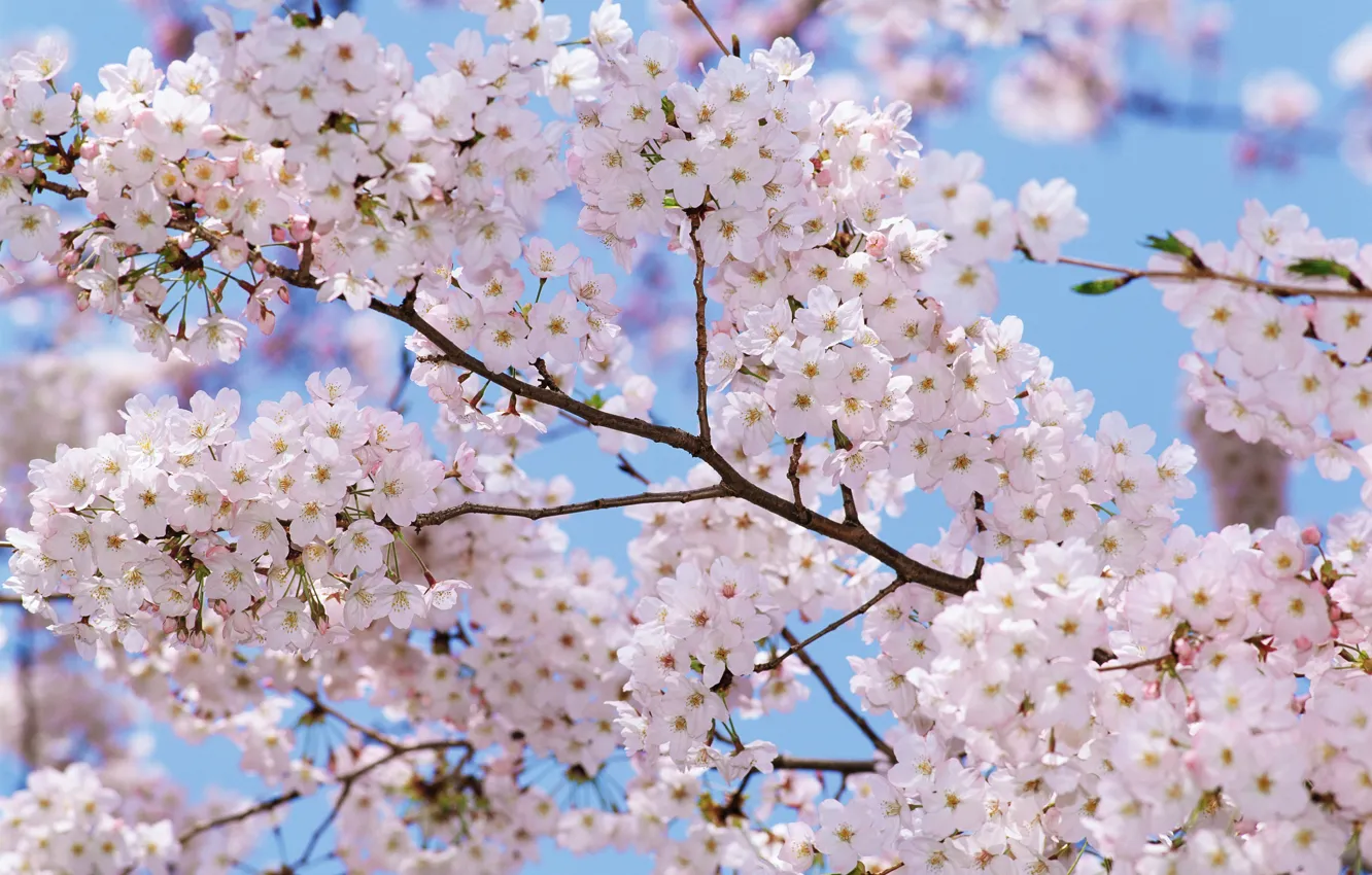 Photo wallpaper flowers, branch, Sakura