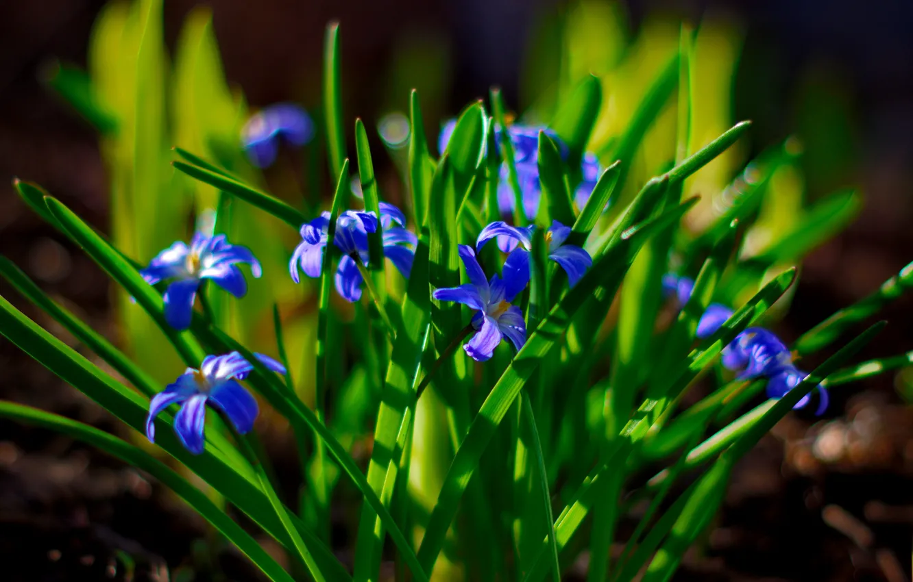 Photo wallpaper flowers, the dark background, blue