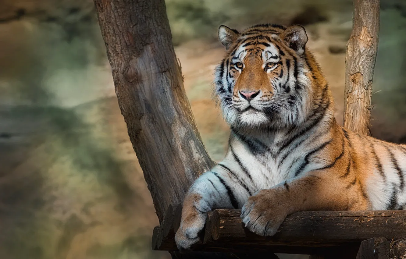 Photo wallpaper look, trees, tiger, paws, lies