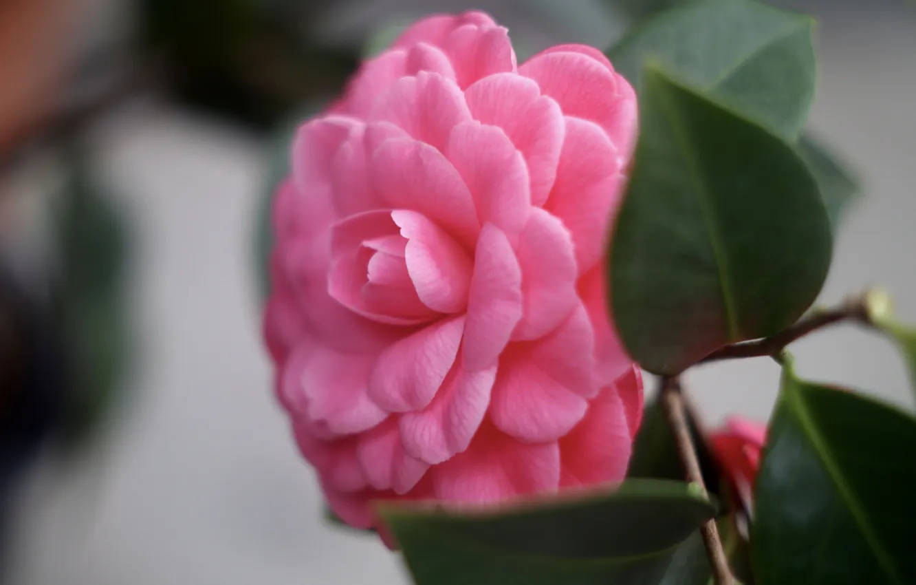 Photo wallpaper leaves, macro, flowers, blur, pink, bokeh, Camellia