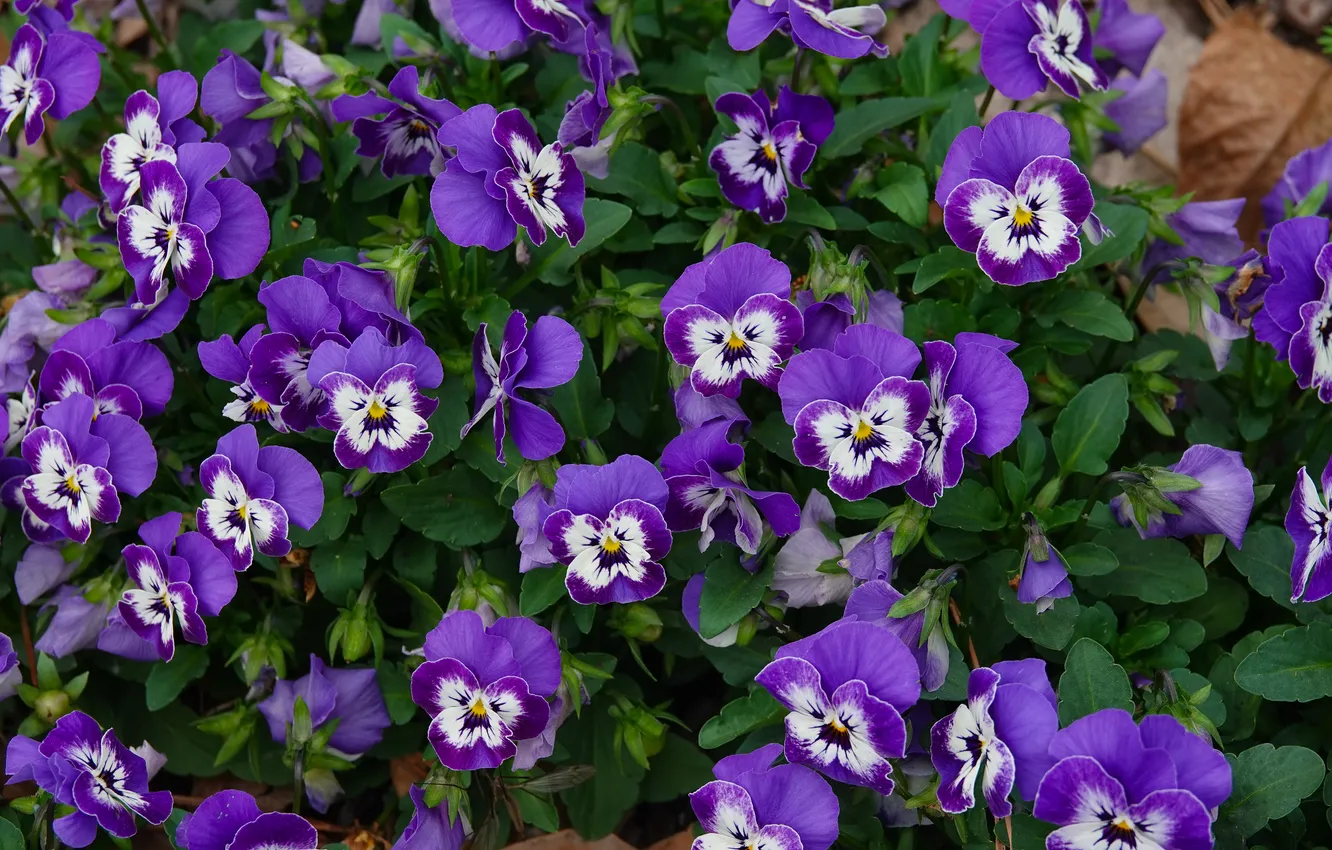 Photo wallpaper purple, flowers, spring, Pansy, flowerbed, a lot, lilac, viola