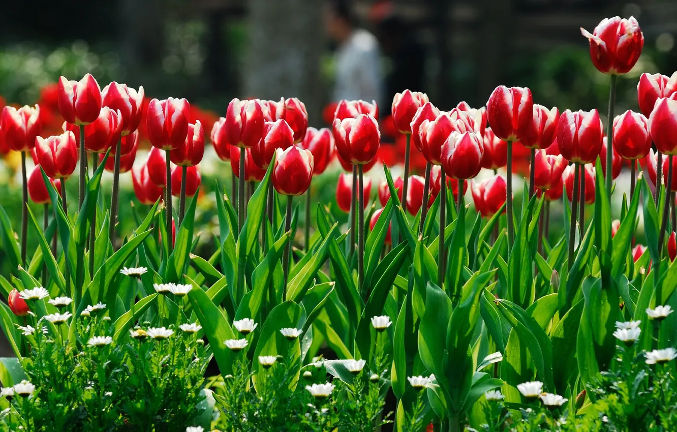 Photo wallpaper flowers, red, spring, tulips, white-red, two-tone