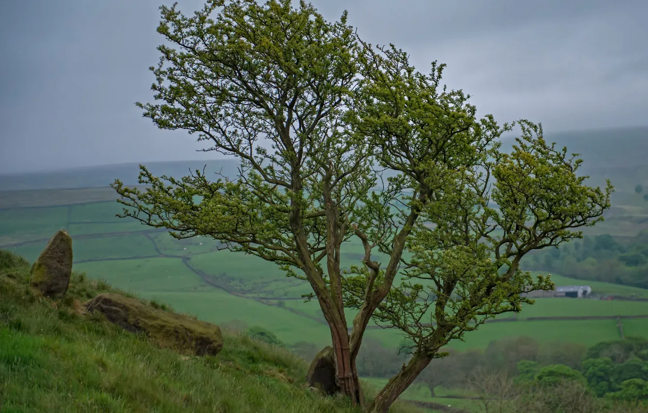 Photo wallpaper nature, tree, England, valley, slope, Wycoller