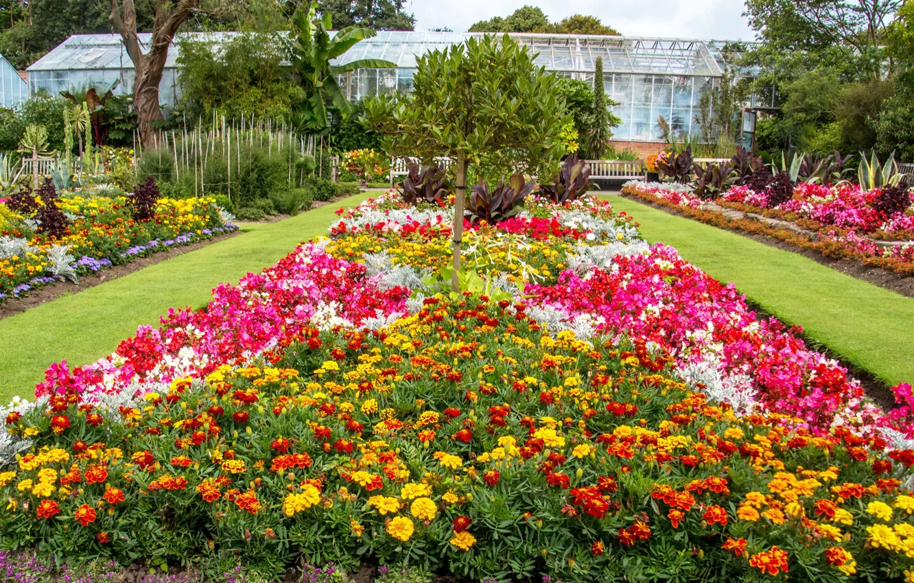Photo wallpaper flowers, UK, United Kingdom, Phlox, marigolds, gardens, Swansea Botanic Gardens