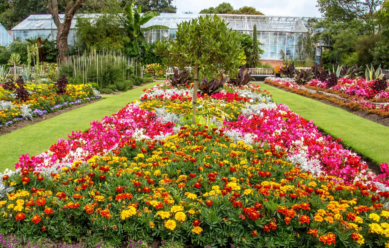 Photo wallpaper flowers, garden, UK, United Kingdom, Phlox, marigolds, Swansea Botanic Gardens