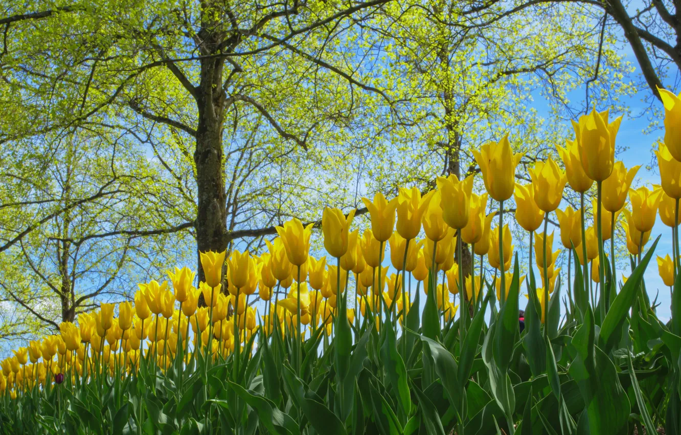 Photo wallpaper spring, tulips, yellow