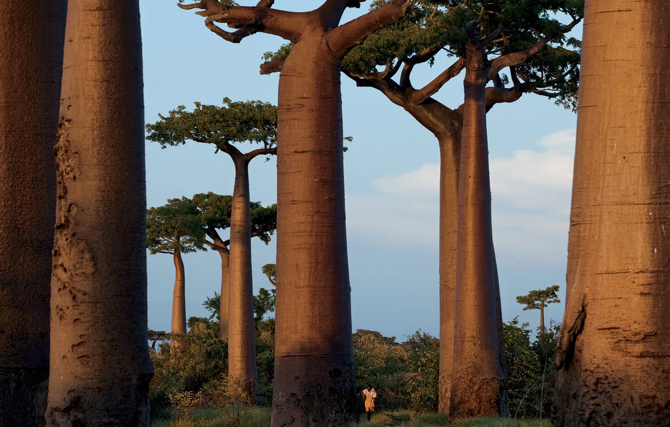 Photo wallpaper trees, photo, Wallpaper, people, baobab, Australia, running