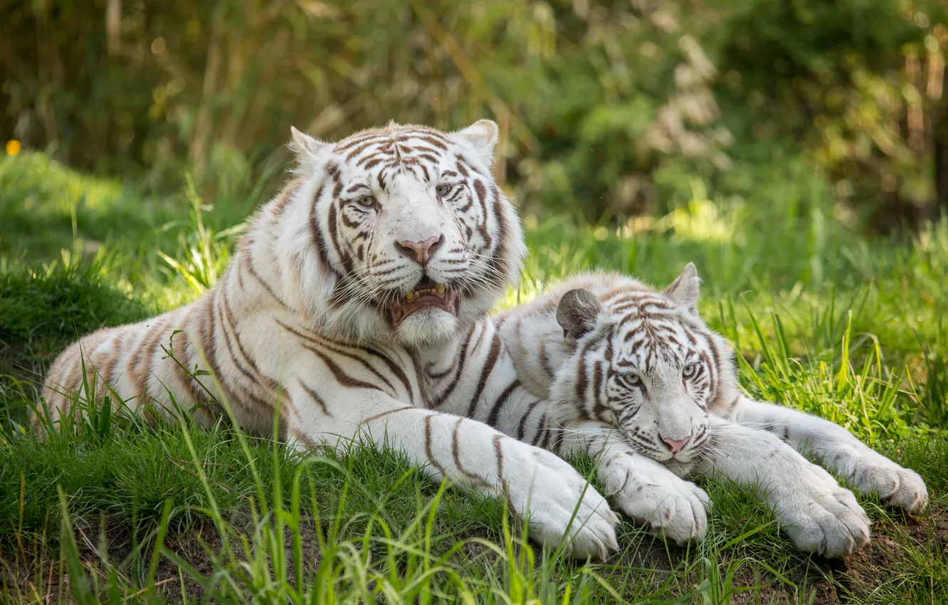 Photo wallpaper cat, grass, stay, pair, white tiger
