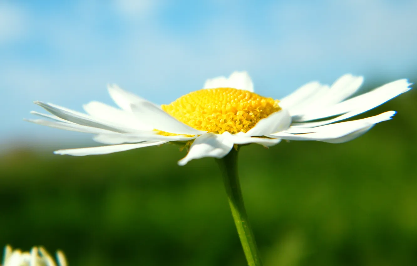 Photo wallpaper forest, macro, flowers, nature, plant, chamomile, garden, flowers