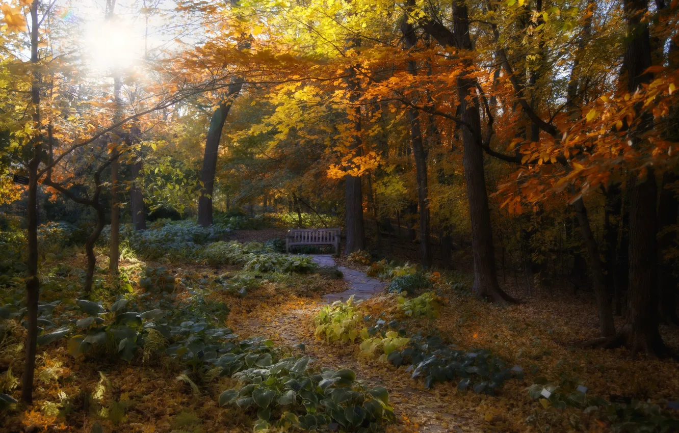 Photo wallpaper autumn, forest, leaves, the sun, trees, branches, the way, foliage