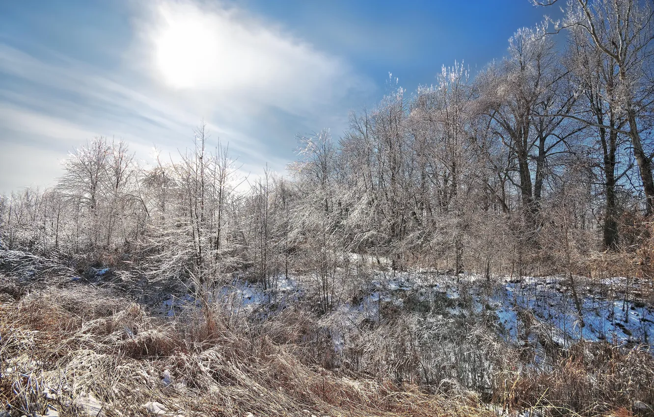 Photo wallpaper snow, trees, landscape, branches, nature, blue sky