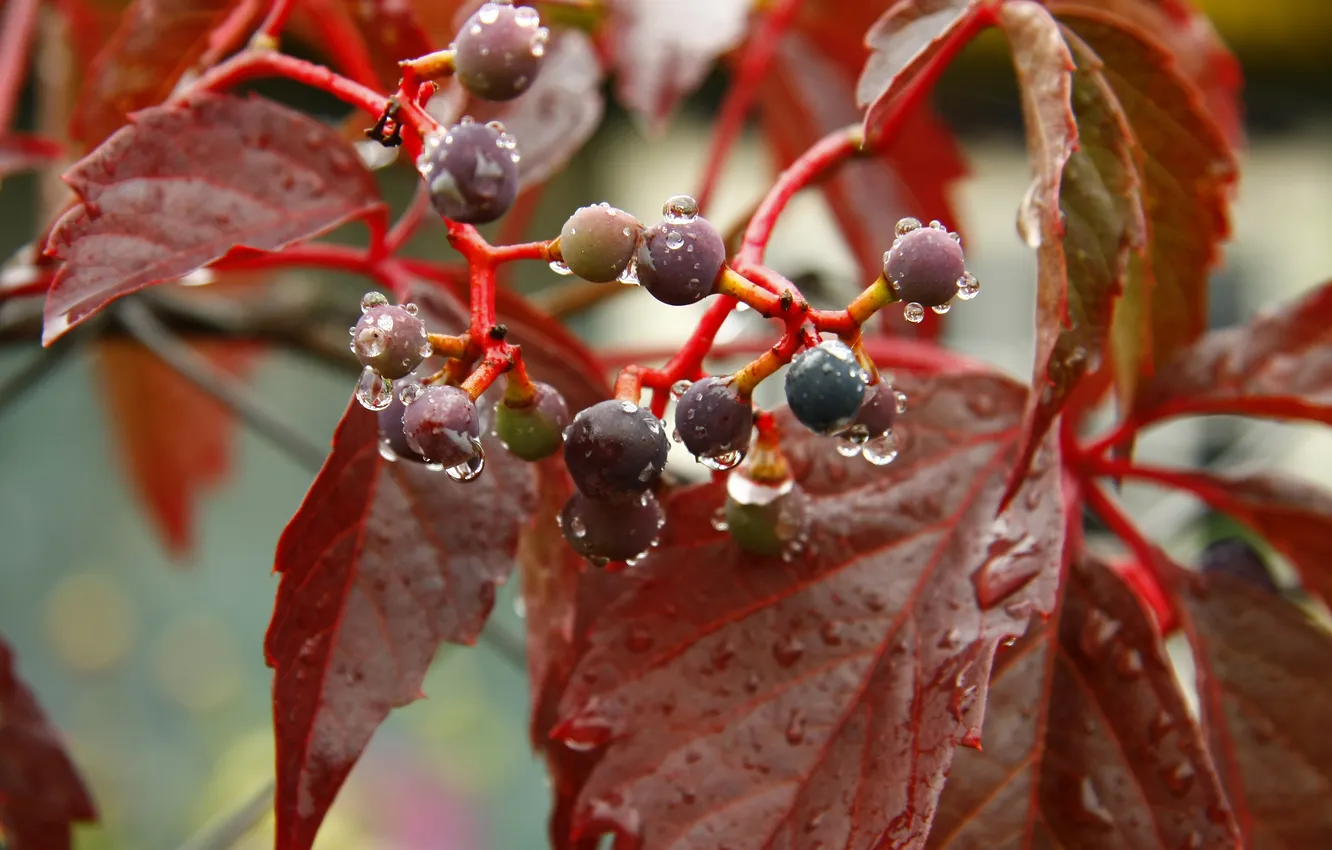 Photo wallpaper macro, rain, plant, morning, village, pirada, wild grapes