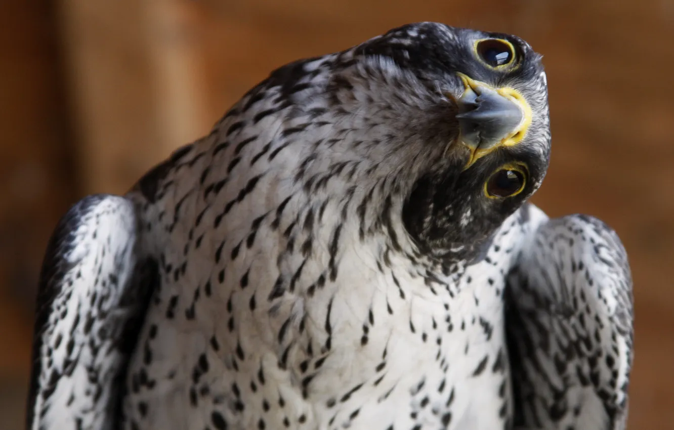 Photo wallpaper bird, predator, looks