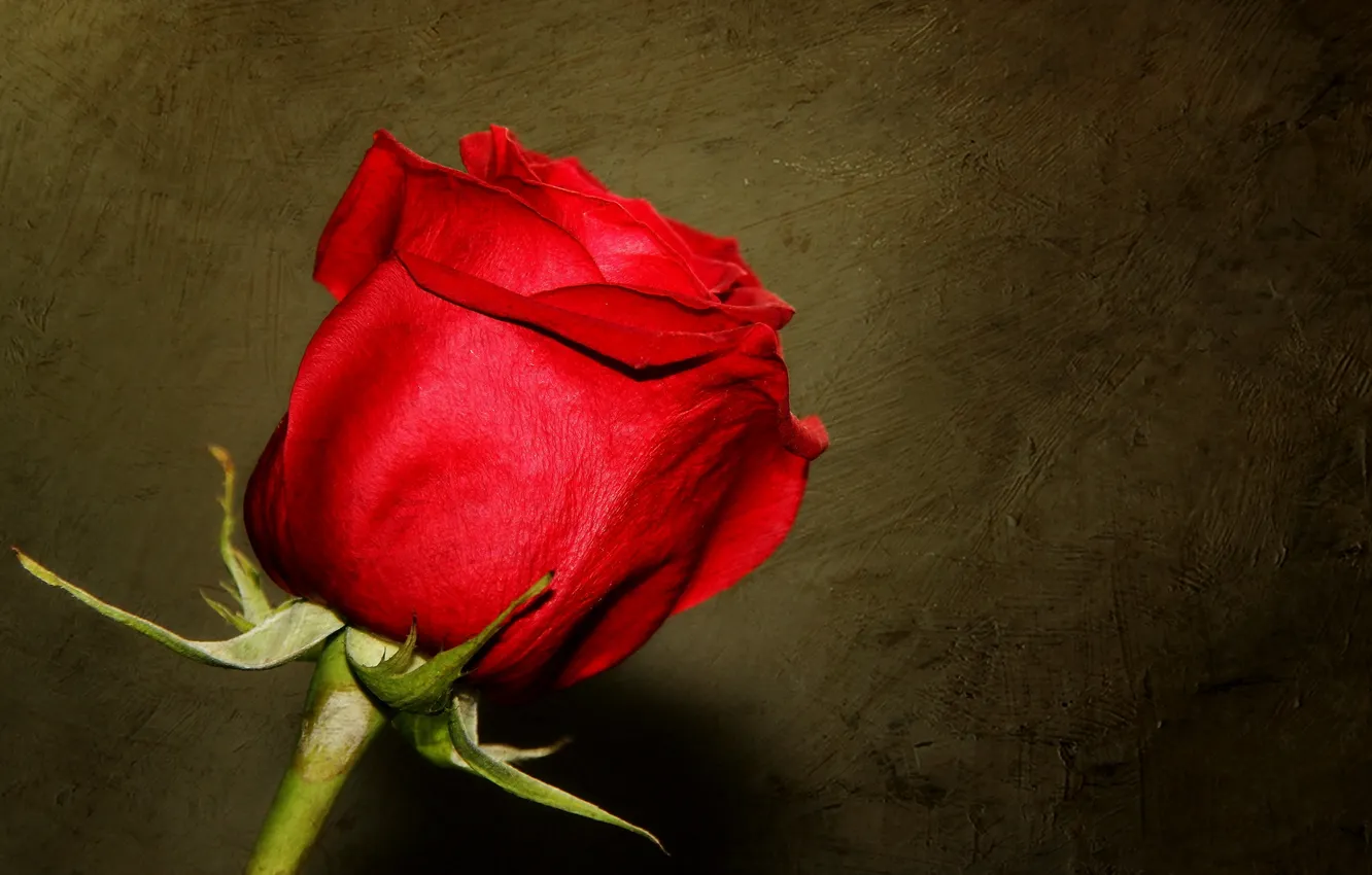 Photo wallpaper flower, background, rose
