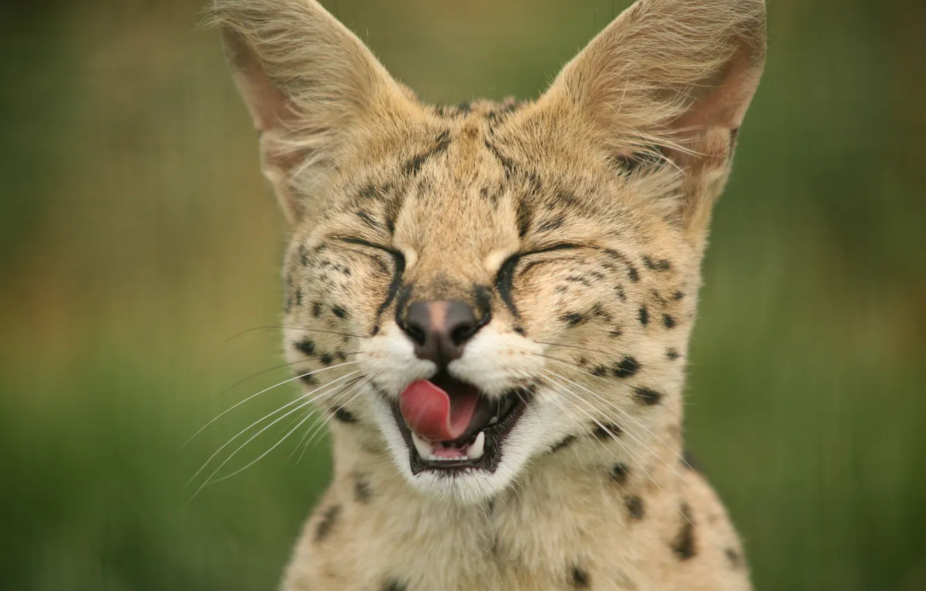 Photo wallpaper language, ears, wild cat, Serval