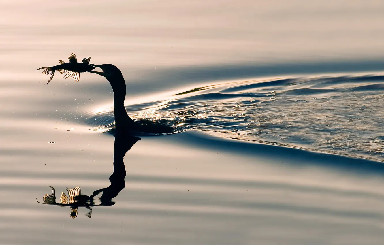 Photo wallpaper water, surface, fish, reflection, bird, ruffle, pond, catch