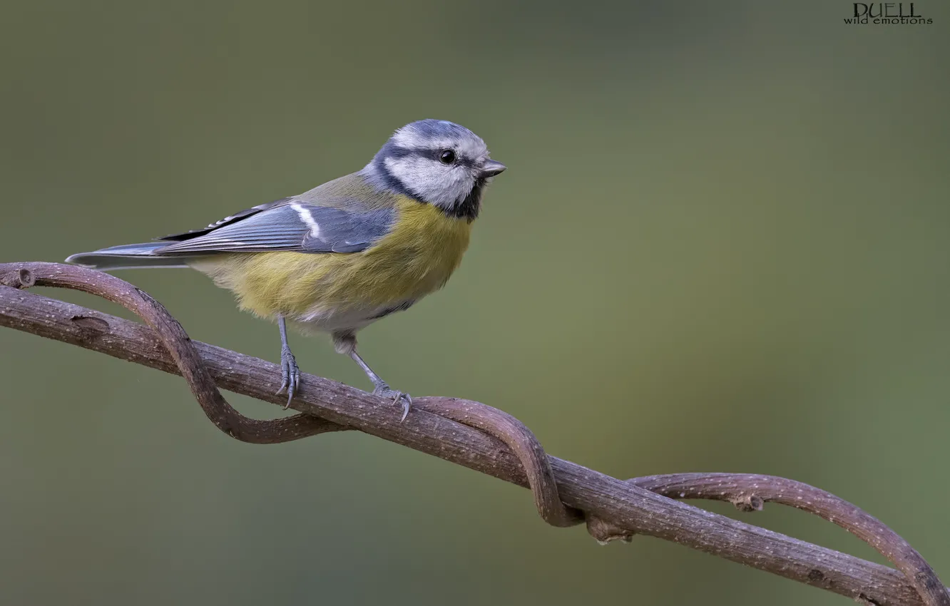 Photo wallpaper branches, nature, bird, tit, DUELL ©