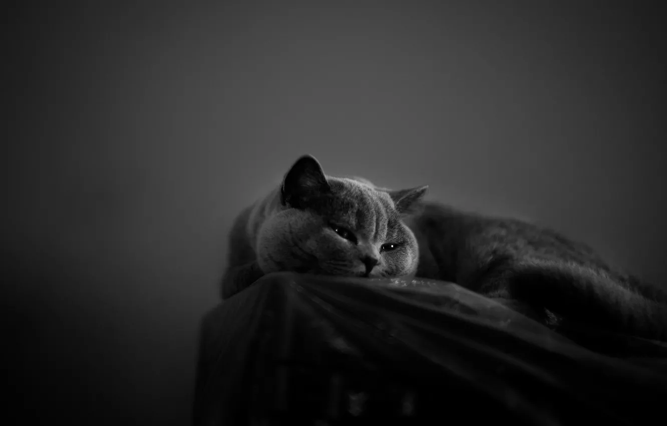 Photo wallpaper cat, cat, look, pose, face