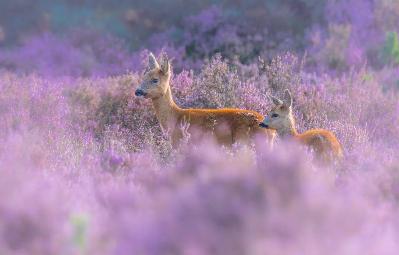 Photo wallpaper field, flowers, nature, two, pair, a couple, ROE, deer