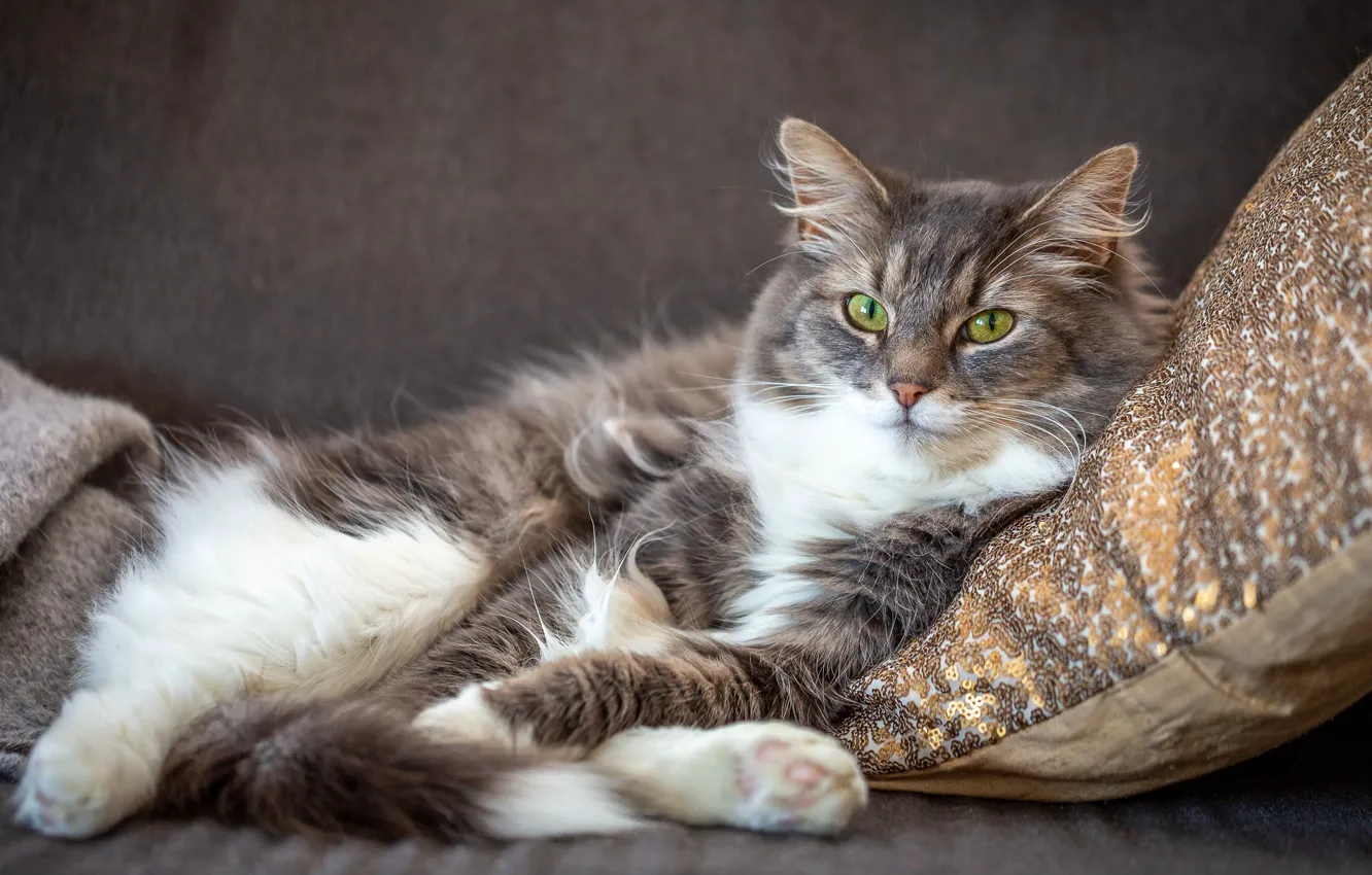 Photo wallpaper cat, cat, look, face, comfort, grey, sofa, portrait