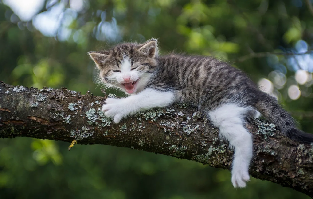 Photo wallpaper branch, baby, kitty, on the tree, pisklya