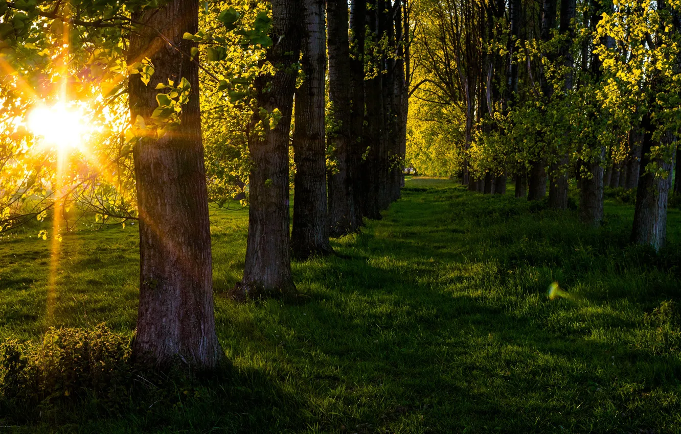 Photo wallpaper greens, forest, summer, grass, the sun, rays, trees, Park