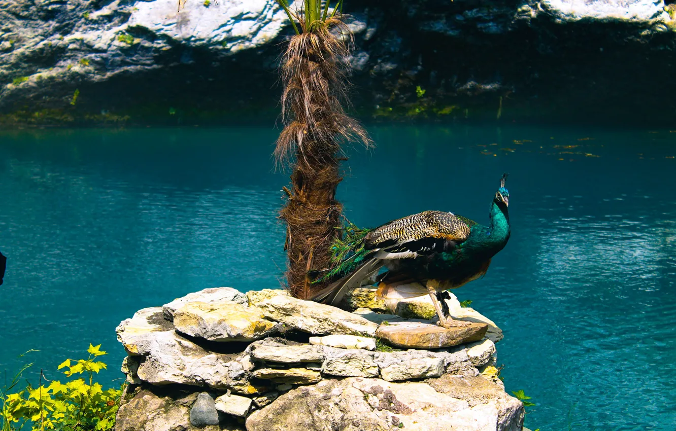 Photo wallpaper peacock, Abkhazia, bird