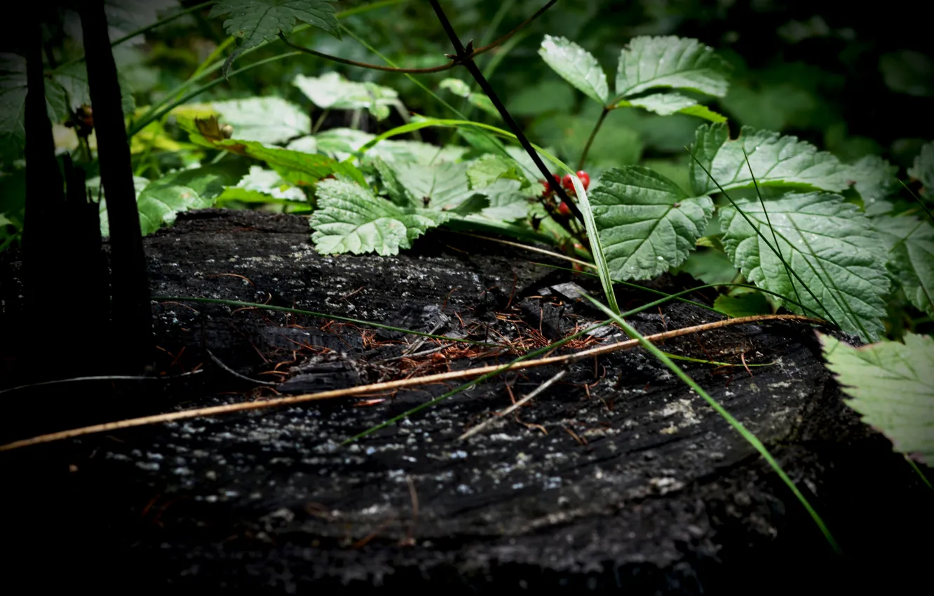 Photo wallpaper grass, leaves, branches, berries, stump, needles