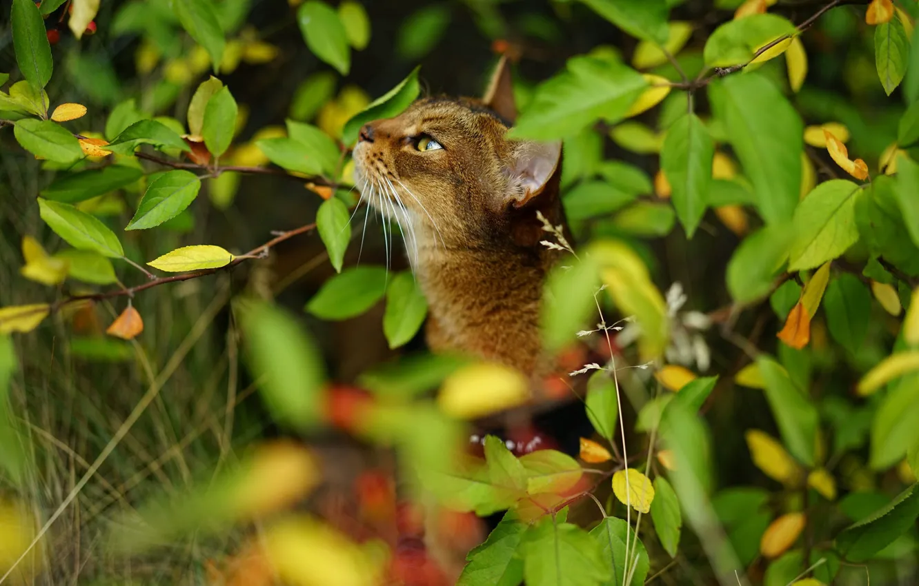 Photo wallpaper foliage, looking up, tabby cat