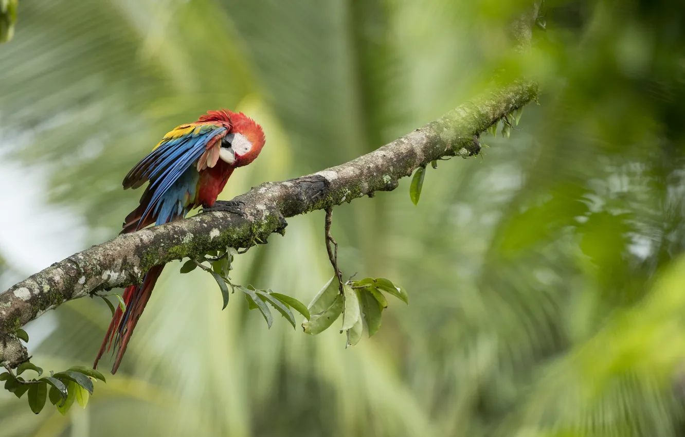 Photo wallpaper trees, branches, nature, parrot, Ara