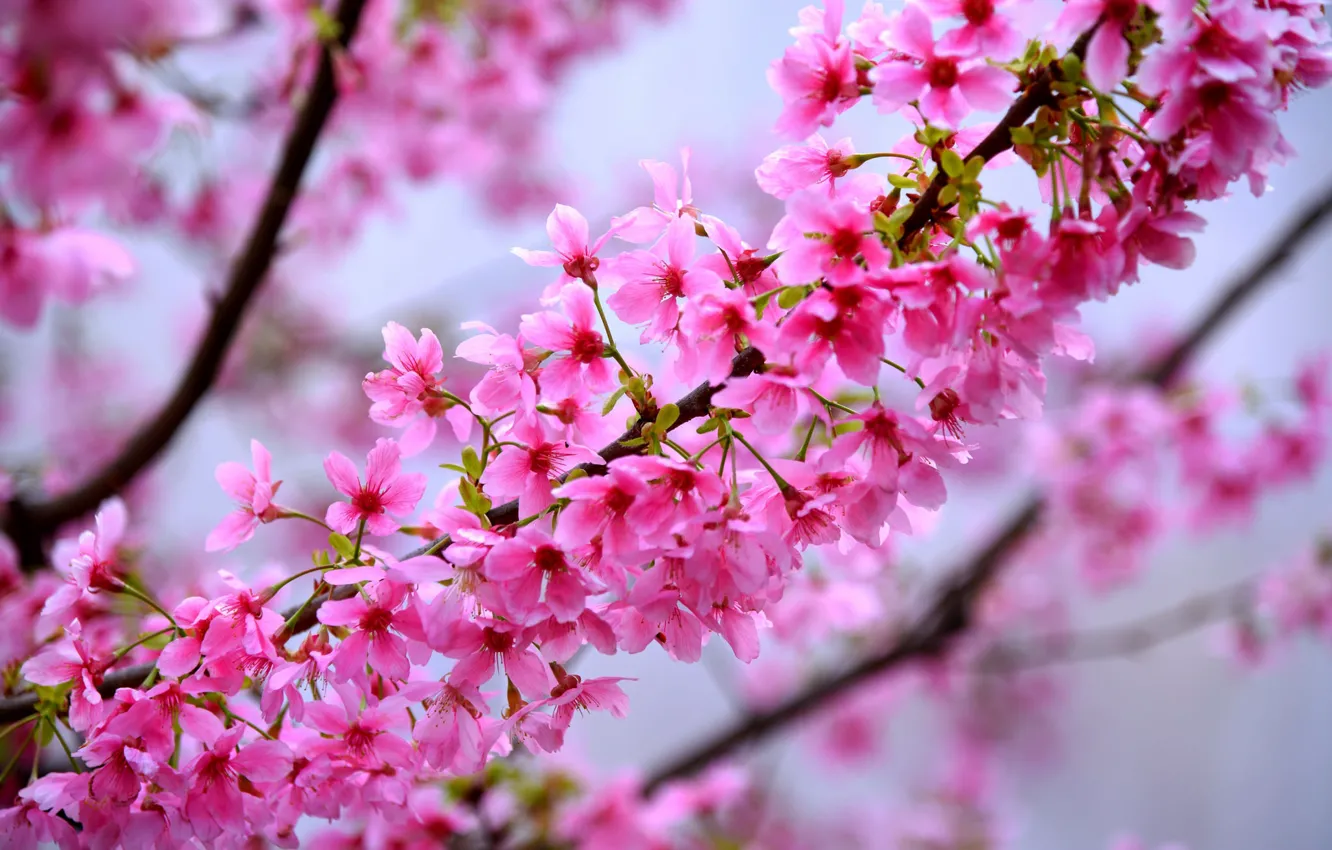 Photo wallpaper flowers, nature, tree, spring, Sakura, flowering
