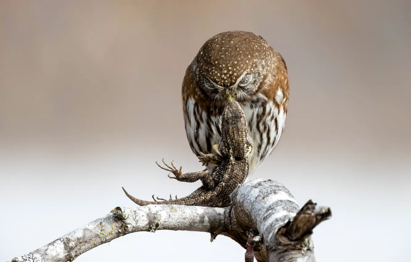 Photo wallpaper look, branches, nature, background, owl, bird, lizard, mining