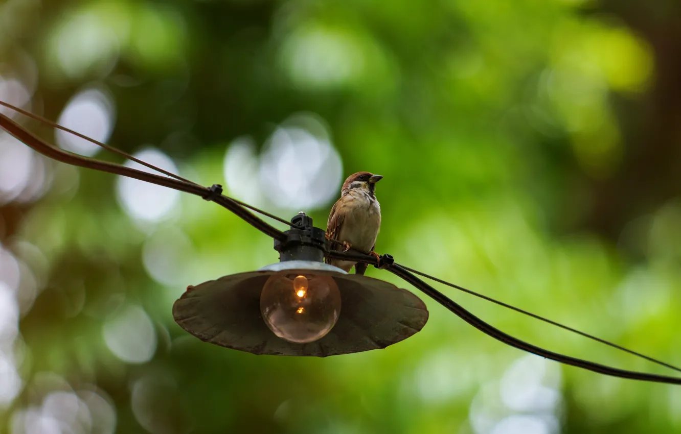 Photo wallpaper bird, Wallpaper, lamp, Sparrow, wallpaper, light bulb, picture, nature