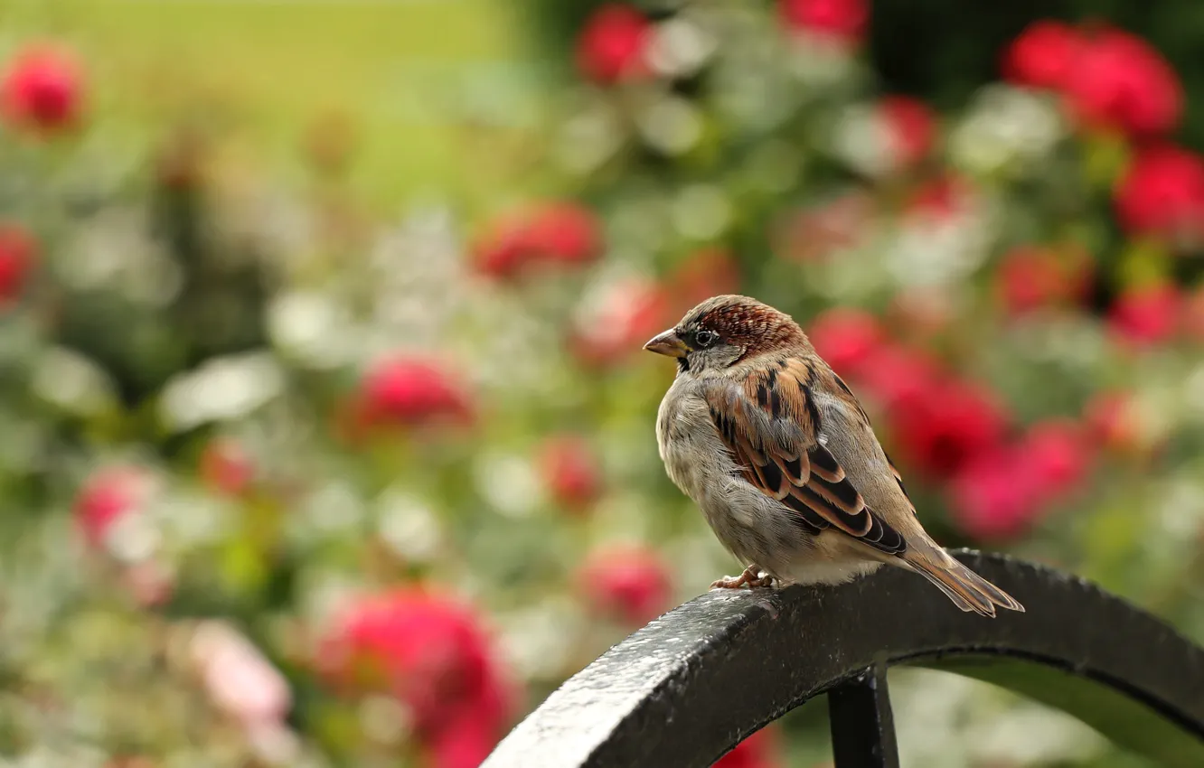 Photo wallpaper flowers, bird, the fence, Sparrow, bokeh