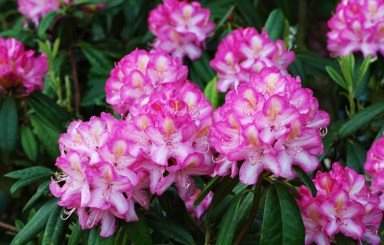 Photo wallpaper inflorescence, Azalea, motley, rhododendrons