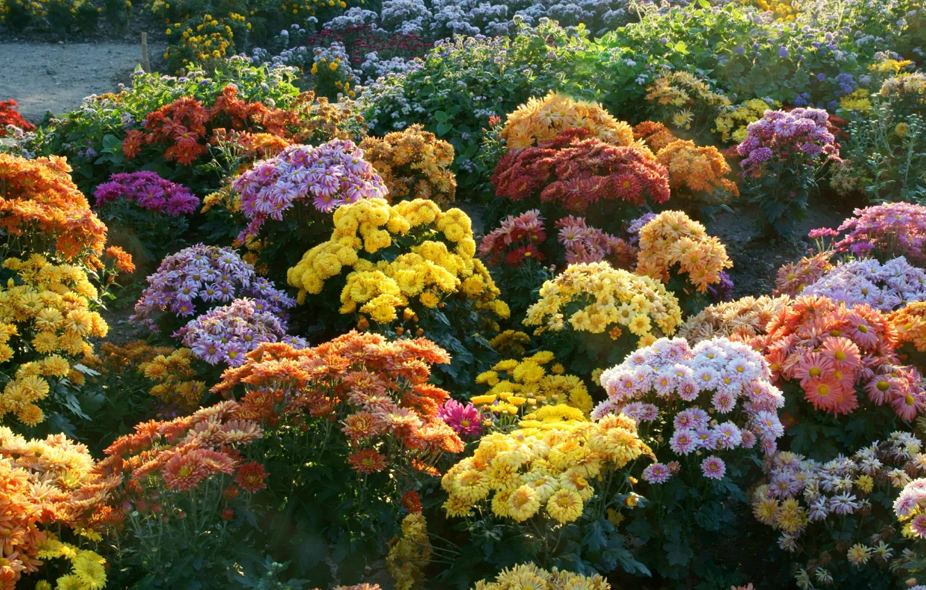 Photo wallpaper flowers, garden, Sunny, colorful, the bushes, chrysanthemum