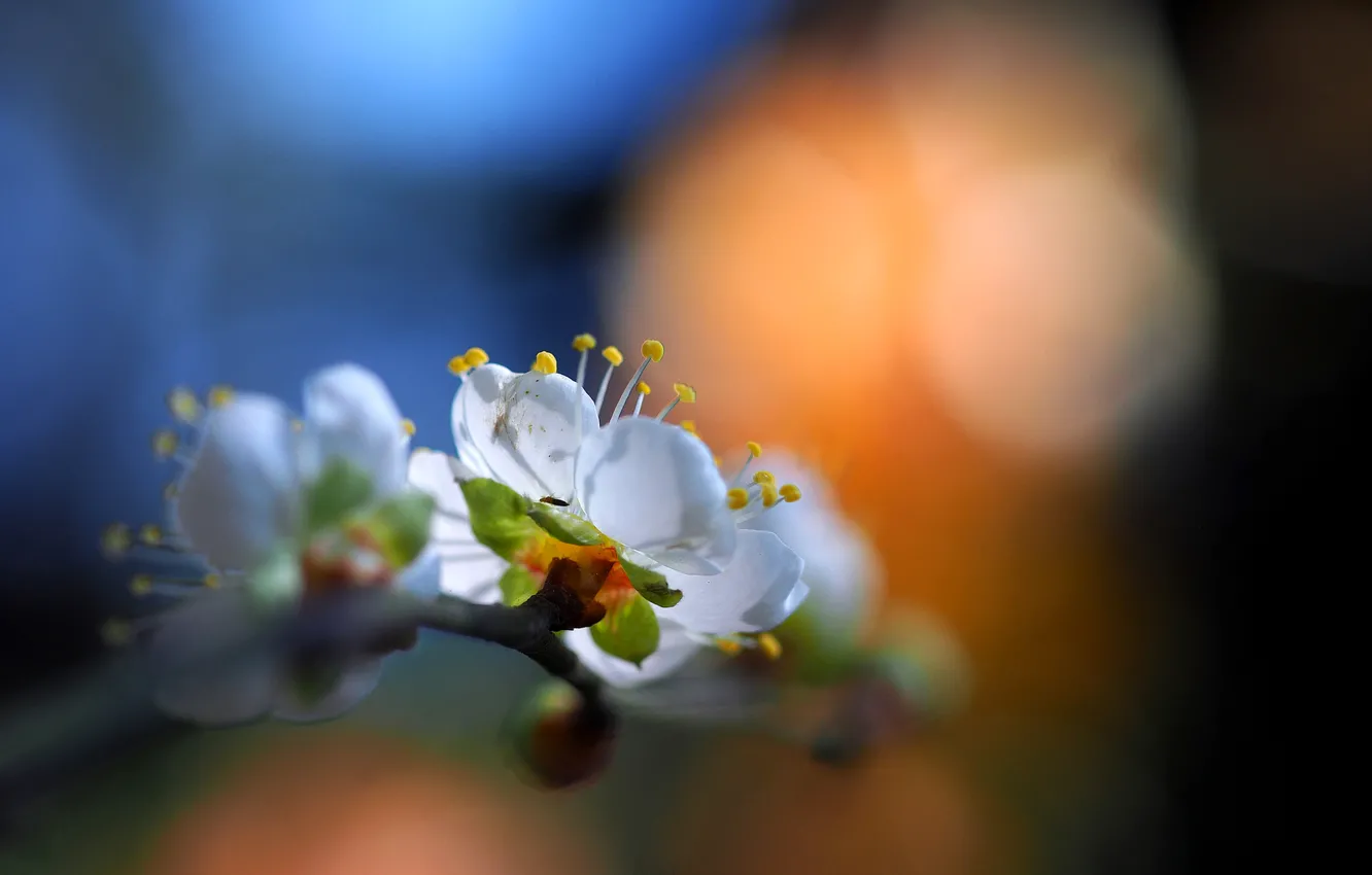 Photo wallpaper flowers, branches, glare, spring, petals, garden