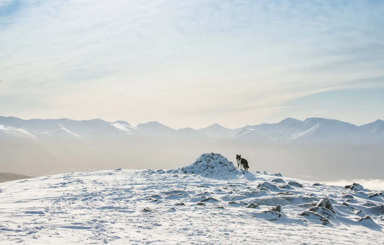 Photo wallpaper winter, snow, mountains, dog, the border collie