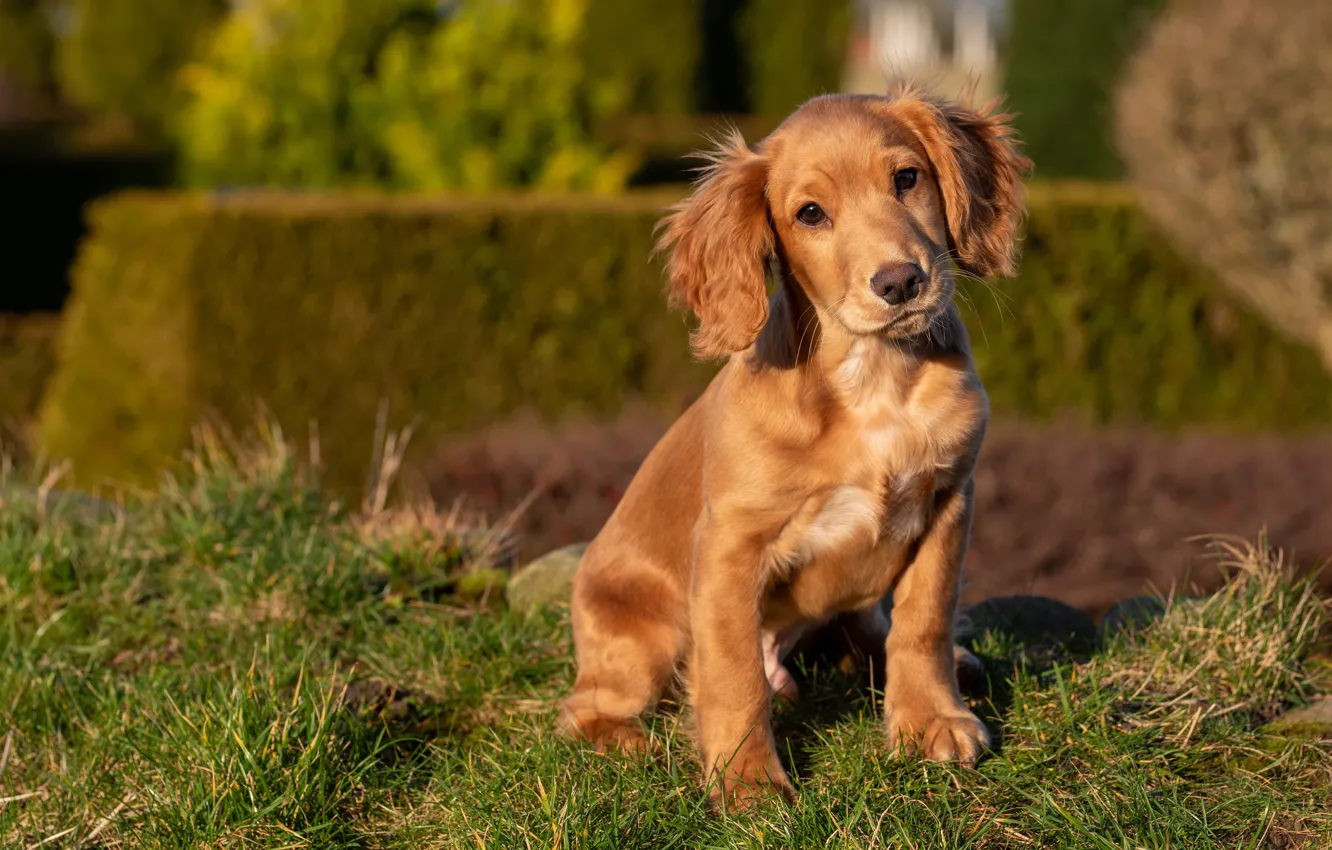Photo wallpaper grass, look, dog, garden, baby, puppy, face, sitting