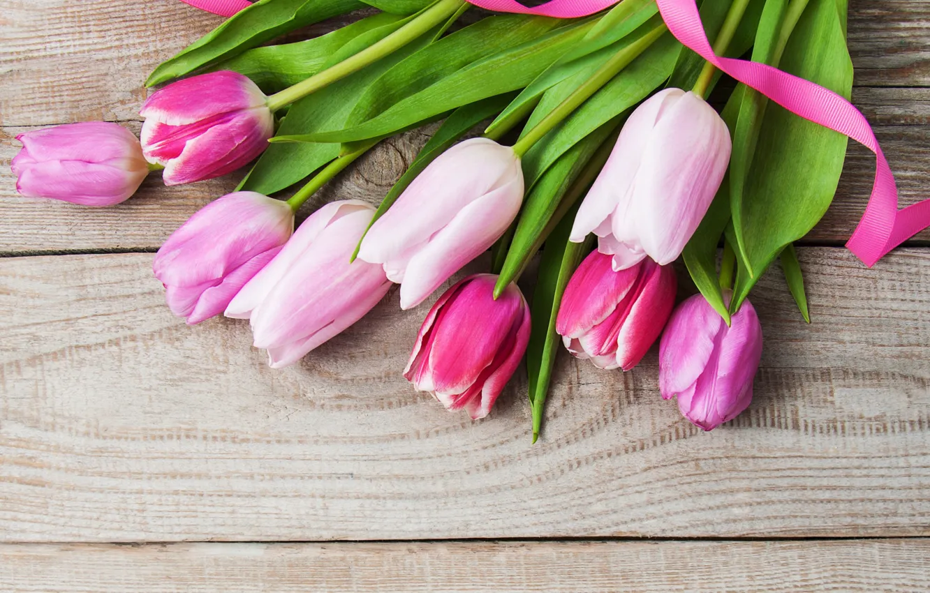 Photo wallpaper tulips, pink, pink, flowers, tulips