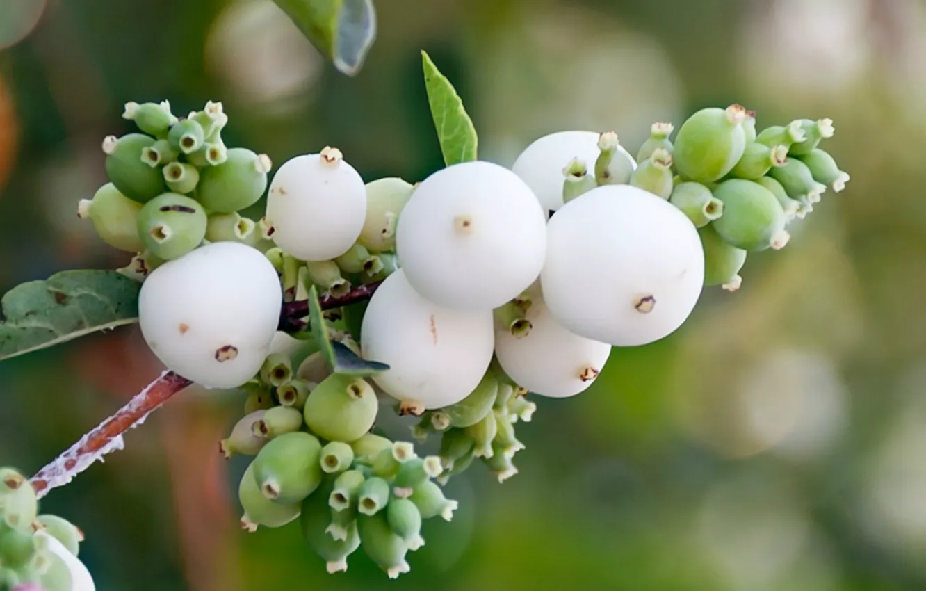 Photo wallpaper berries, branch, bunch, the snowberry