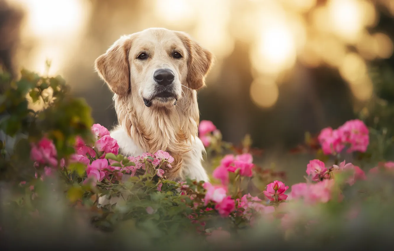 Photo wallpaper face, flowers, roses, dog, Golden Retriever, Golden Retriever