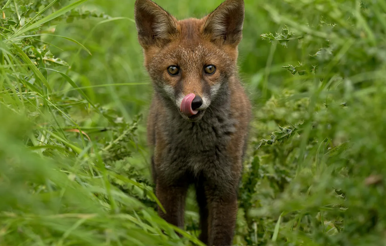 Photo wallpaper language, grass, look, Fox, cub, Fox
