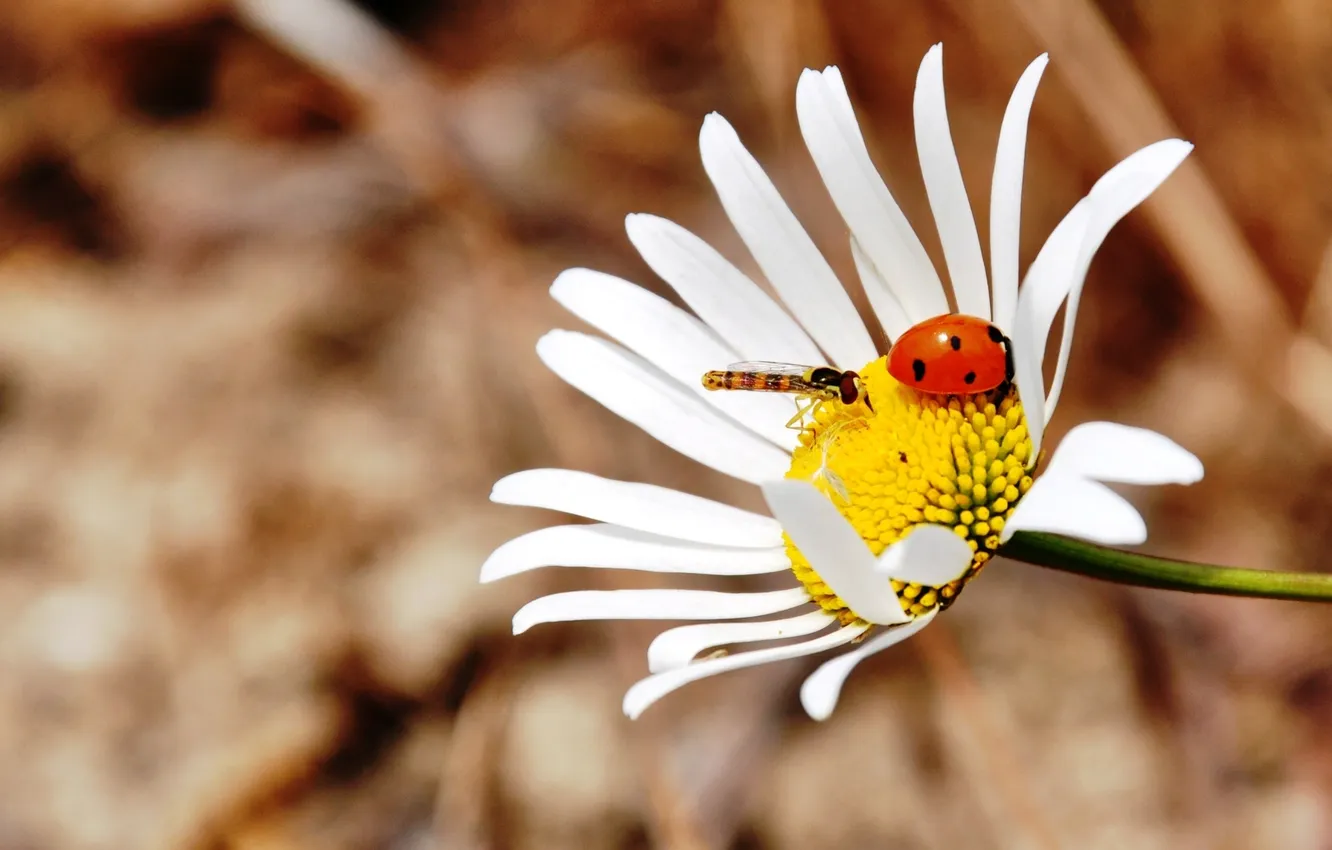 Photo wallpaper flowers, ladybug, chamomile, dragonfly